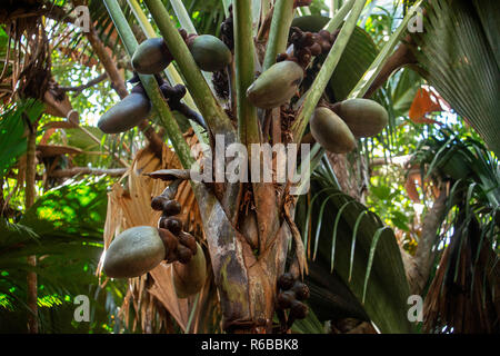 Vallee de Mai Riserva Naturale, casa di Coco de Mer , Praslin, Seicelle Foto Stock