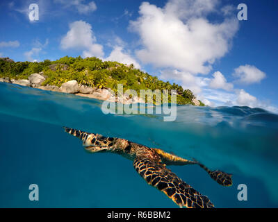 Hawksbill tartaruga di mare sotto le acque nelle isole Seychelles. Felicite island. Foto Stock