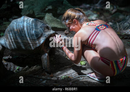 Le tartarughe marine nel parco nazionale sull'isola di Moyenne Anse Source d'Argent Seychelles. Seychelles tartaruga gigante, Aldabran tartaruga gigante, tartaruga gigante di Aldabra Foto Stock