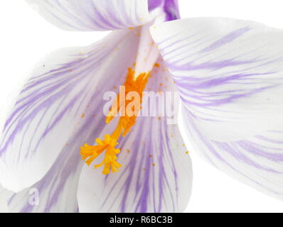 Primo piano sul bianco e viola striato fiore Crocus isolati su sfondo bianco Foto Stock