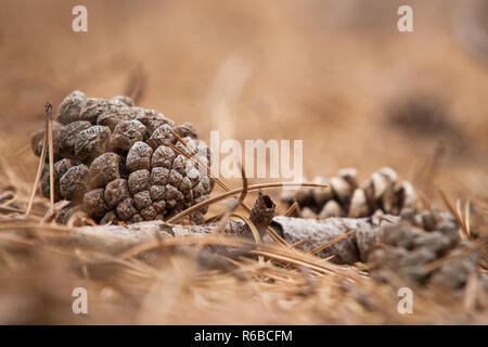 Attraente immagine stagionali, framing una foresta sfocata sullo sfondo del pavimento. Profondità di campo. Foto Stock