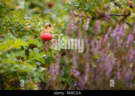 Close-up di rosa canina bacche. La rosa canina frutti Rosa canina . Wild cinorrodi in natura. Foto Stock