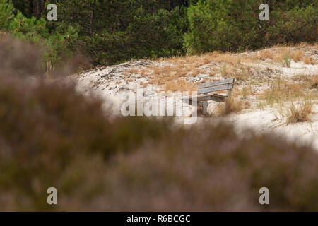 Relax nella natura con una vista su un paesaggio costiero. Banca tra le dune, Heath e foreste in un paesaggio nazionale nei Paesi Bassi Foto Stock