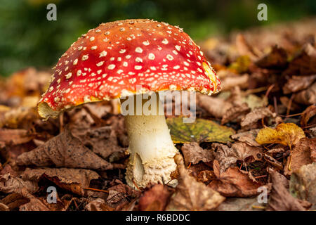 Enorme fungo rosso con puntini bianchi. Amanita muscaria, comunemente noto come il fly agaric. Si tratta di un grande bianco-senza branchie, bianco-chiazzato, solitamente di colore rosso fungo. Foto Stock