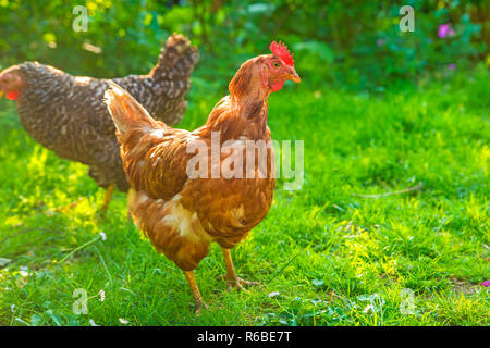 Pollo in Prato Foto Stock