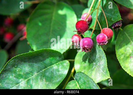 Snowy Mespilus, Amelanchier Ovalis Foto Stock