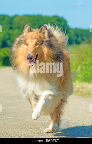 Collie in esecuzione Foto Stock