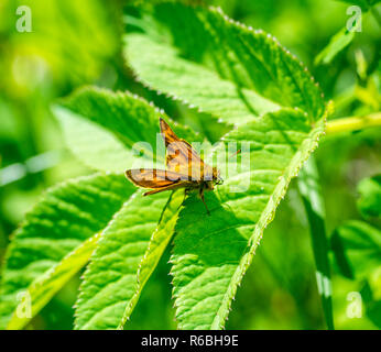 Piccola skipper butterfly closeup Foto Stock