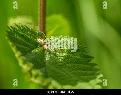 Ragno su foglia Foto Stock