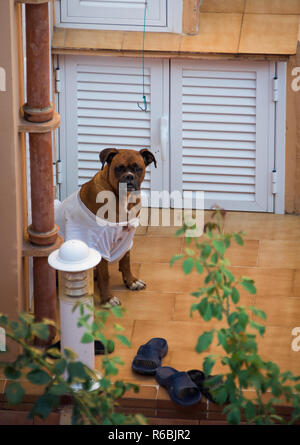 Un simpatico cane di razza Boxer si siede in una sporca t-shirt. Santa Ponsa, Mallorca, Spagna. Foto Stock