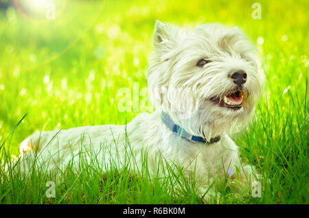 West Highland White Terrier sull'erba Foto Stock