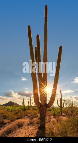 Cactus Saguaro al tramonto Foto Stock