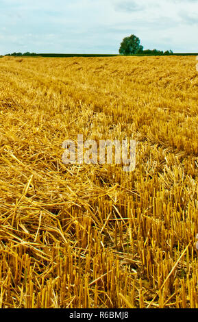 Campo di stoppie con vista panoramica Foto Stock