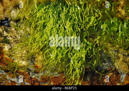 Le Alghe verdi gutweed Ulva intestinalis Foto Stock