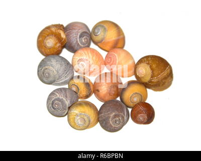 Appartamento pervinca Littorina obtusata in colori diversi isolati su sfondo bianco Foto Stock