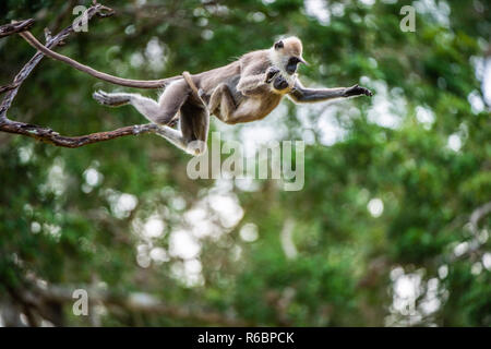 Langur con un cub saltando su un albero. Tufted langur grigio (Semnopithecus priamo), noto anche come Madras langur grigio e Coromandel langur sacra. Foto Stock