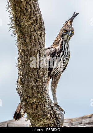 Predator uccello sull'albero. La mutevole hawk-eagle o crested hawk-eagle (Nisaetus cirrhatus). Yala National Park. Sri Lanka Foto Stock