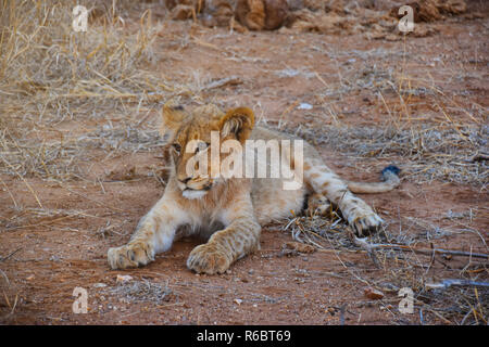 Il leoncello in appoggio sul terreno in Sud Africa, wildlifecute preservare Foto Stock