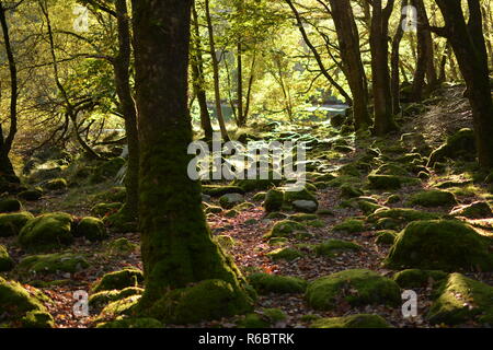 Cwm Nantcol Boschi Foto Stock