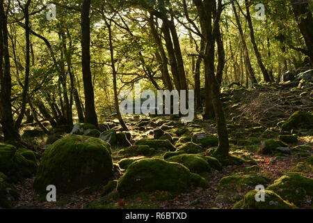 Cwm Nantcol Boschi Foto Stock