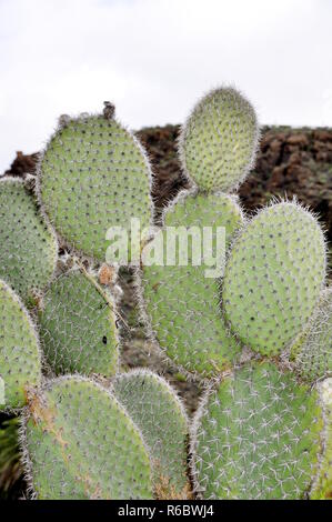 Ficodindia cactus silhouette contro il cielo in un'area deserta Foto Stock