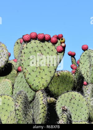 Ficodindia cactus silhouette contro il cielo blu in una zona del deserto Foto Stock