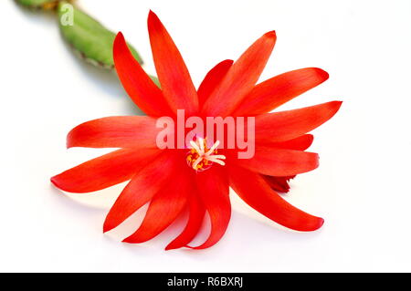 Primo piano su red Rhipsalidopsis cactus fiore con lo stigma e di polline su sfondo bianco Foto Stock