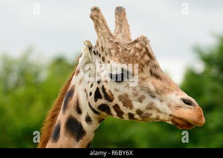 Colpo alla testa di un Rothschild la giraffa (giraffa rothschildi cameloparalis) Foto Stock