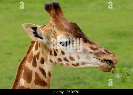 Colpo alla testa di un Rothschild la giraffa (giraffa rothschildi cameloparalis) mangiando un ramo Foto Stock