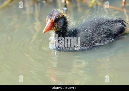 Ritratto di un bambino coot nuotare in acqua Foto Stock