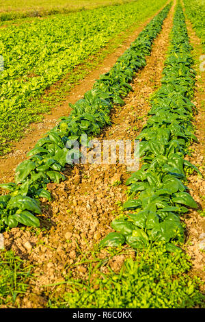 Coltivazione di spinaci Foto Stock