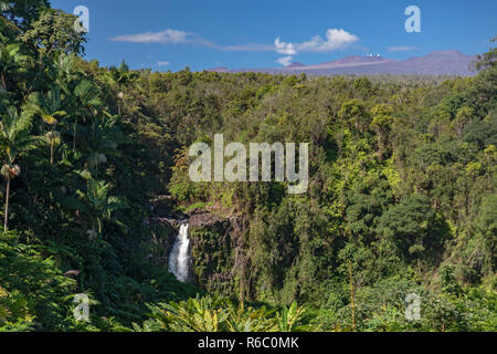 Honomū, Hawaii - Akaka Falls. Il vulcano dormiente, 13,802' Mauna Kea e gli osservatori in prossimità del suo vertice, sono visibili in lontananza. Foto Stock