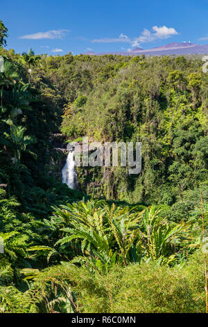 HonomÅ", Hawaii - Akaka Falls. Il vulcano dormiente, 13,802' Mauna Kea e gli osservatori in prossimità del suo vertice, sono visibili in lontananza. Foto Stock