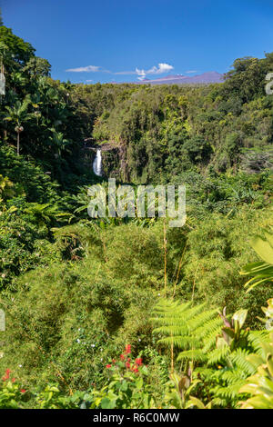 HonomÅ", Hawaii - Akaka Falls. Il vulcano dormiente, 13,802' Mauna Kea e gli osservatori in prossimità del suo vertice, sono visibili in lontananza. Foto Stock