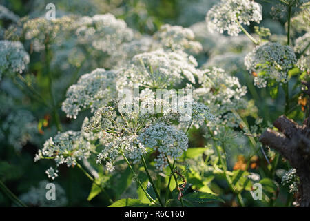 Fioritura Goutweed, Aegopodium Podagraria, erbe, le foglie sono commestibili Foto Stock