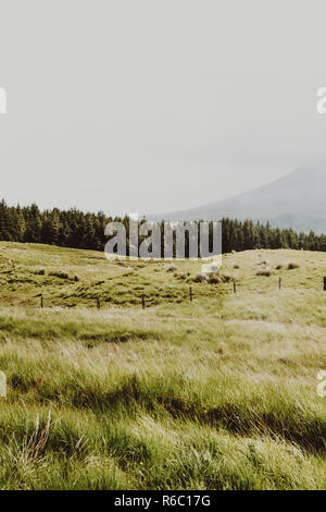 campo verde Foto Stock