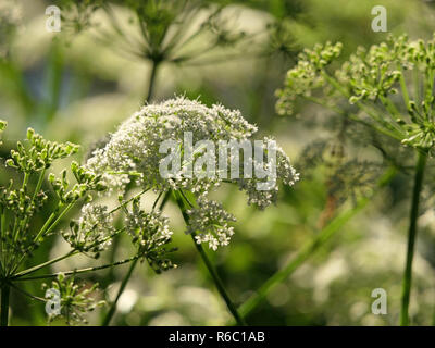 Fioritura Goutweed, Aegopodium Podagraria, erbe, le foglie sono commestibili Foto Stock