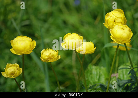 Globo europea fiori, Trollius Europaeus Foto Stock
