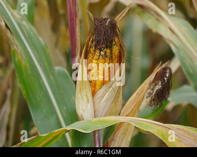 Tutoli di mais, Cornfield Foto Stock