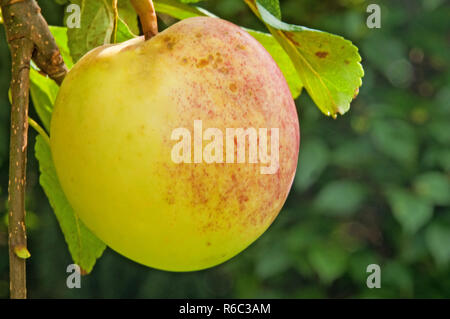 Apple su un albero Foto Stock