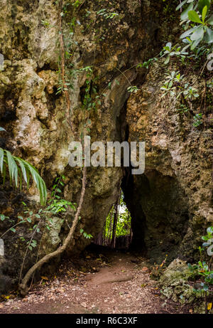 Una passeggiata attraverso la giungla lussureggiante e scogliere calcaree di Welchman Hall Gully, Barbados Foto Stock