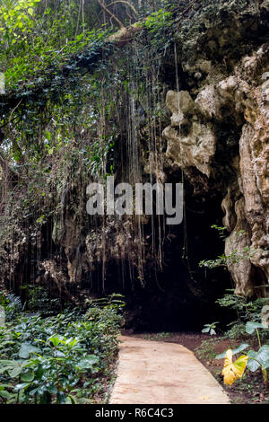 Una passeggiata attraverso la giungla lussureggiante e scogliere calcaree di Welchman Hall Gully, Barbados Foto Stock