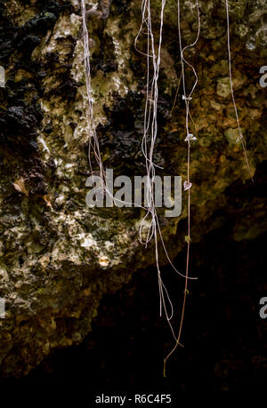 Una passeggiata attraverso la giungla lussureggiante e scogliere calcaree di Welchman Hall Gully, Barbados Foto Stock