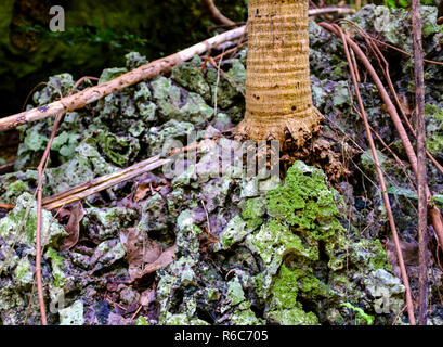 Una passeggiata attraverso la giungla lussureggiante e scogliere calcaree di Welchman Hall Gully, Barbados Foto Stock