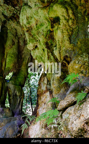 Una passeggiata attraverso la giungla lussureggiante e scogliere calcaree di Welchman Hall Gully, Barbados Foto Stock