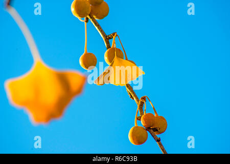Il Ginkgo foglie e frutti nei colori autunnali Foto Stock