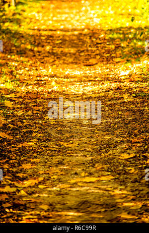 In autunno le foglie dipinte nel sole di sera su un modo Foto Stock