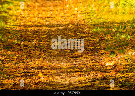 In autunno le foglie dipinte nel sole di sera su un modo Foto Stock