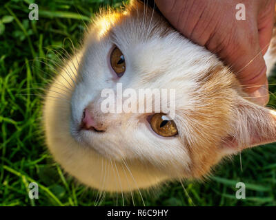 Un agriturismo cat gode essendo petted sulla testa Foto Stock