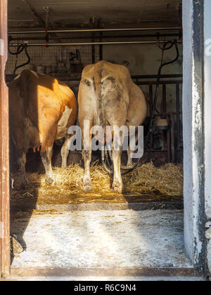 Essendo le vacche munte in una vecchia stalla in Austria Foto Stock